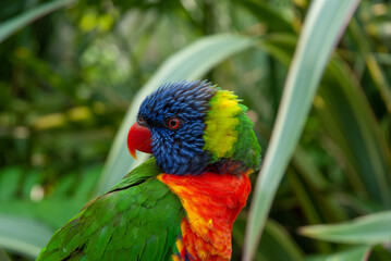 Vibrant Rainbow Lorikeet Perched in Tropical Foliage