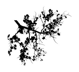Oak branch silhouette on white background