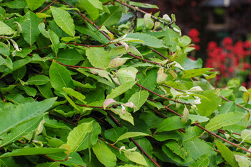 A common brimstone butterfly blends seamlessly into a lush arrangement of green leaves, showcasing its natural camouflage. 