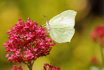The butterfly's pale green wings with subtle veining create a striking contrast against the vibrant blossoms and the softly blurred green background. 