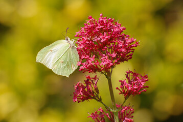 The butterfly's pale green wings with subtle veining create a striking contrast against the vibrant blossoms and the softly blurred green background. 
