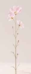 Naklejka premium A single stem with a few large cosmos flowers blooming from its top, nature photography, flower details, botanical garden, plant growth