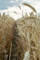Fototapeta premium the wheat and the warm sunlight. This perspective highlights the intricate structure of the wheat plant, giving a sense of the agricultural richness.