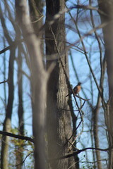 Robin sitting on branch