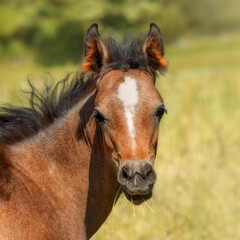 Portrait of a chestnut colored Arabian foal on a meadow