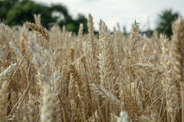 the wheat and the warm sunlight. This perspective highlights the intricate structure of the wheat plant, giving a sense of the agricultural richness.