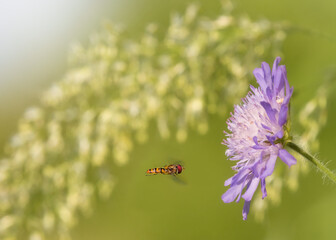 Hoverfly in flight approaching a field scabious flower