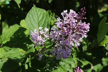 Lilas de Hongrie, Syringa villosa