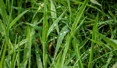 Close-up of Dew Drops on Fresh Green Grass