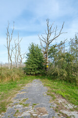 Sundische Wiese im Nationalpark Vorpommersche Boddenlandschaft auf Fischland Darss Zingst in Meckelnburg Vorpommern