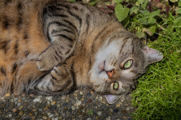 Obraz premium Tabby cat rolling on garden plants with a funny face