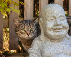Tabby  cat hiding behind a Laughing Buddha statue in a garden