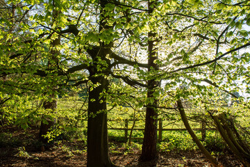 Obraz premium Sunlight Filtering Through Lush Green Woodland Tree