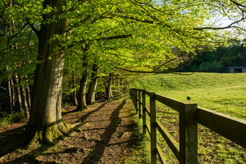 Sunlit English Woodland Path in Spring 