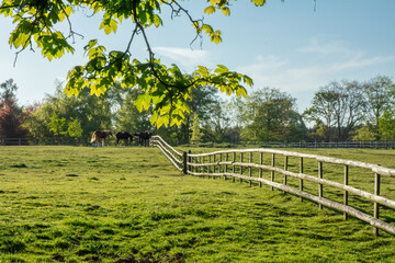 Peaceful Pasture with Horses and Fencing