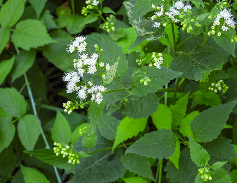 Ageratina altissima | White Snakeroot | Native North American Woodland Wildflower