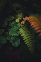 detalle de primer plano, textura de plantas y flores