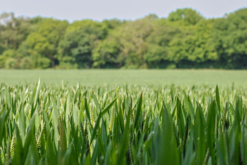 Obraz premium Fresh Green Corn Field with Lush Growth and Tree Line in Background