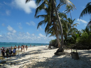 beach with palm trees