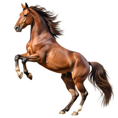 rearing horse isolated