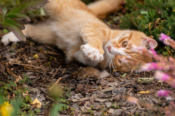 Ginger Cat Playfully Rolling with a Mouse in the Garden