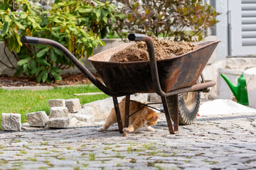 Orange Ginger Cat Playing Under Wheelbarrow in Garden