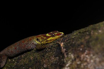 Gonatodes humeralis (South American Clawed Gecko) on trunk in amazon rainforest