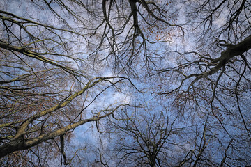 Bare Tree Branches Against Cloudy Sky