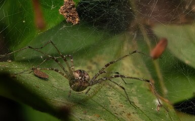 spider on a web in amazon rainforest