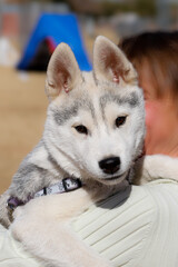 Siberian Husky puppy looking at the camera