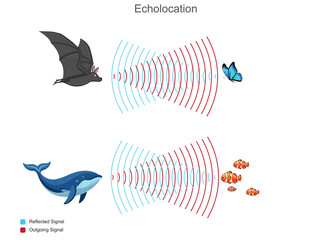 Echolocation helps animals like bats use sound waves and echoes to navigate and locate prey