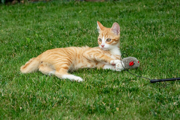 ginger kitten, orange tabby cat, playful cat, cat on grass, toy mouse, kitten playing, outdoor pet, feline portrait, curious kitten, cat with toy, grassy lawn, cute kitten, pet photography, playful mo