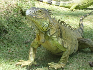 iguana on a tree
