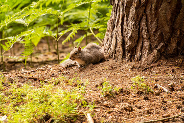 Grey Squirrel Resting by a Tree Trunk in Woodland