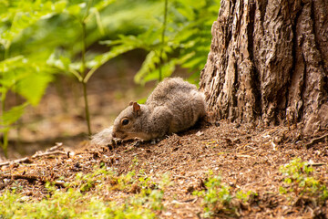 Grey Squirrel resting by a tree trunk in a forest clearing.