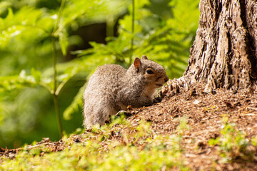 Grey Squirrel resting by a tree trunk in a forest clearing.