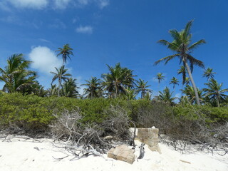 palm trees on the beach