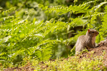 Grey Squirrel on the Ground Surrounded by Ferns
