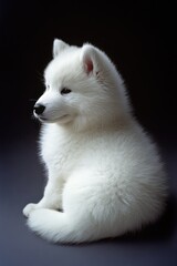 Obraz premium White dog on black surface