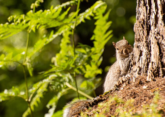 Grey Squirrel resting by a tree trunk in a forest clearing.