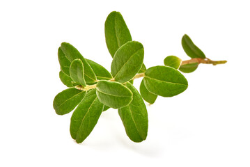 Fresh lingonberry leaves, isolated on white background.