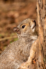 Close-Up of a Grey Squirrel Climbing a Tree 