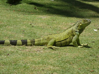 iguana on the tree