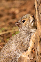 Close-Up of a Grey Squirrel Climbing a Tree in a forest