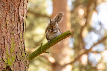 Squirrel sitting on a branch eating a nut in the forest.
