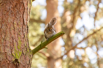 Squirrel sitting on a branch eating a nut in the forest.