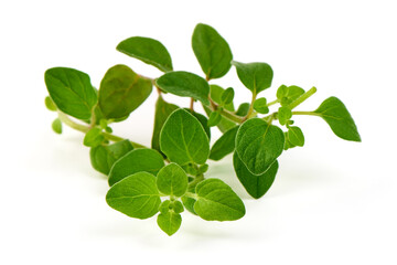 Fresh sweet marjoram herb, isolated on the white background.