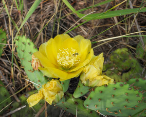 Opuntia humifusa   Eastern Prickly Pear   Native North American Cactus Flower © Brian Woolman