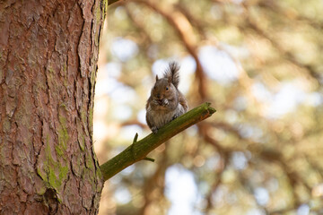 Grey Squirrel Eating on a Branch in Woodland