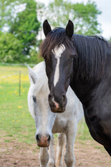 Fototapeta premium Closeup of a Black and White Horse Standing Together in a Green Pasture